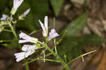 Cutleaf toothwort